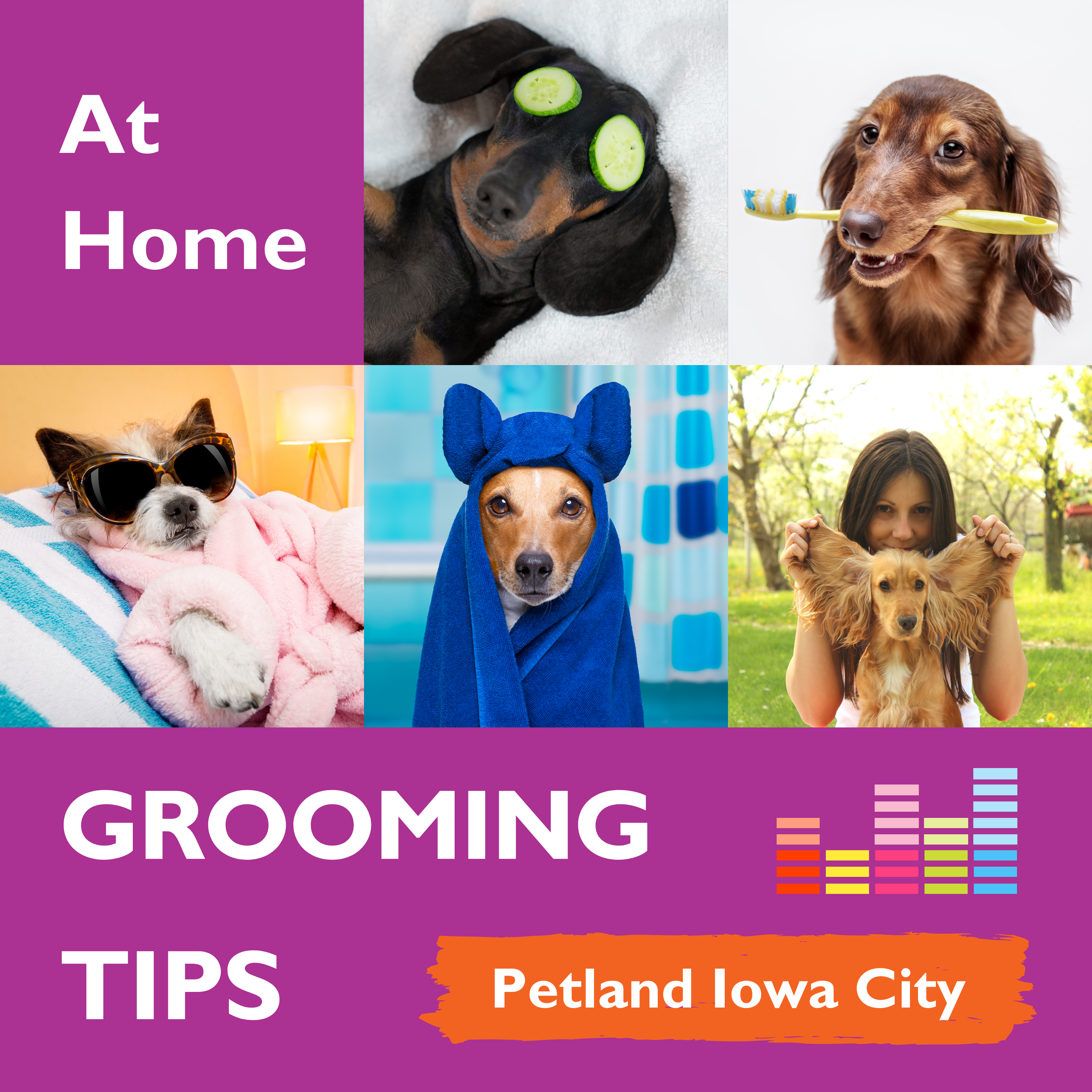 Terrific At Home Dog Grooming Tips