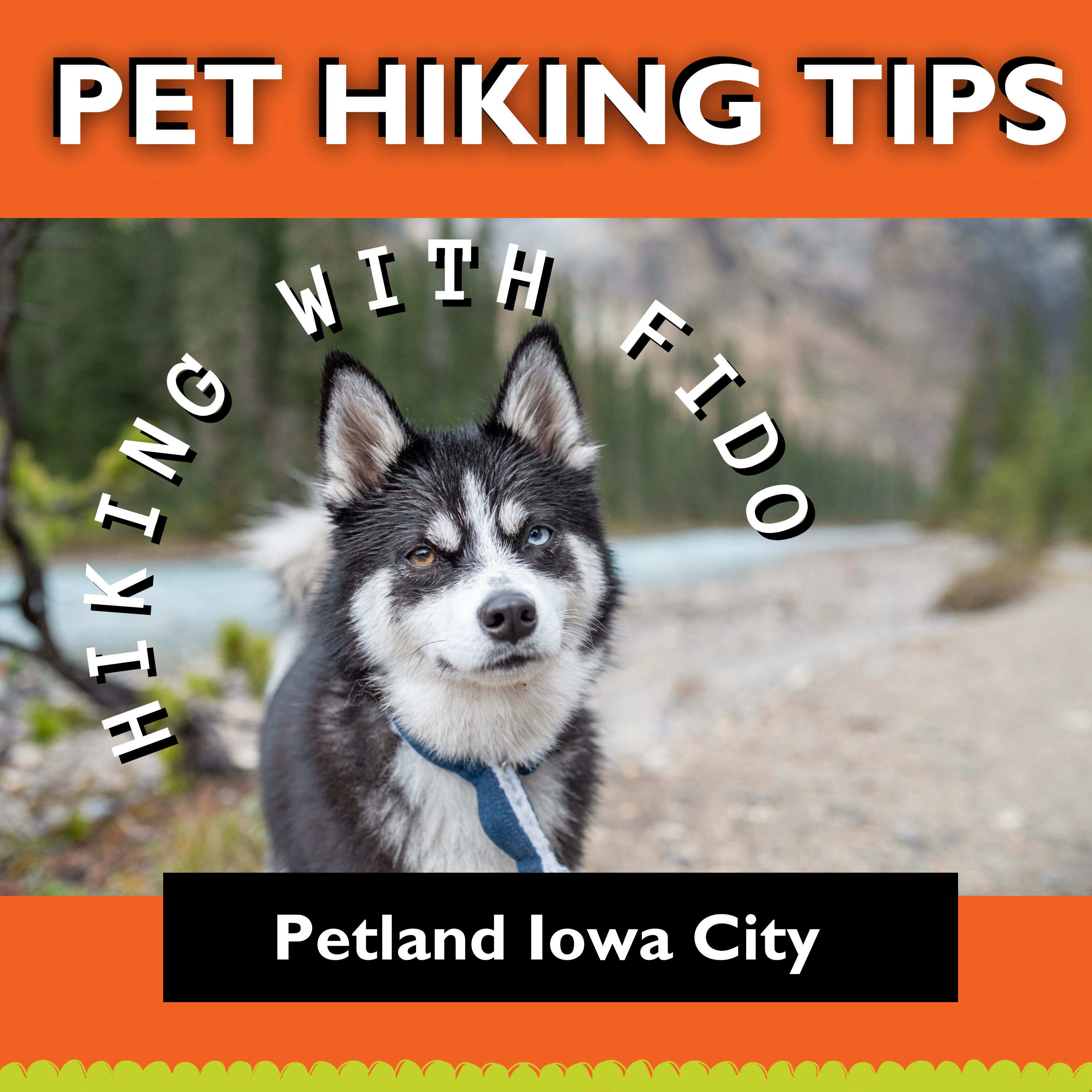 Hitting The Trails With Your Dog!