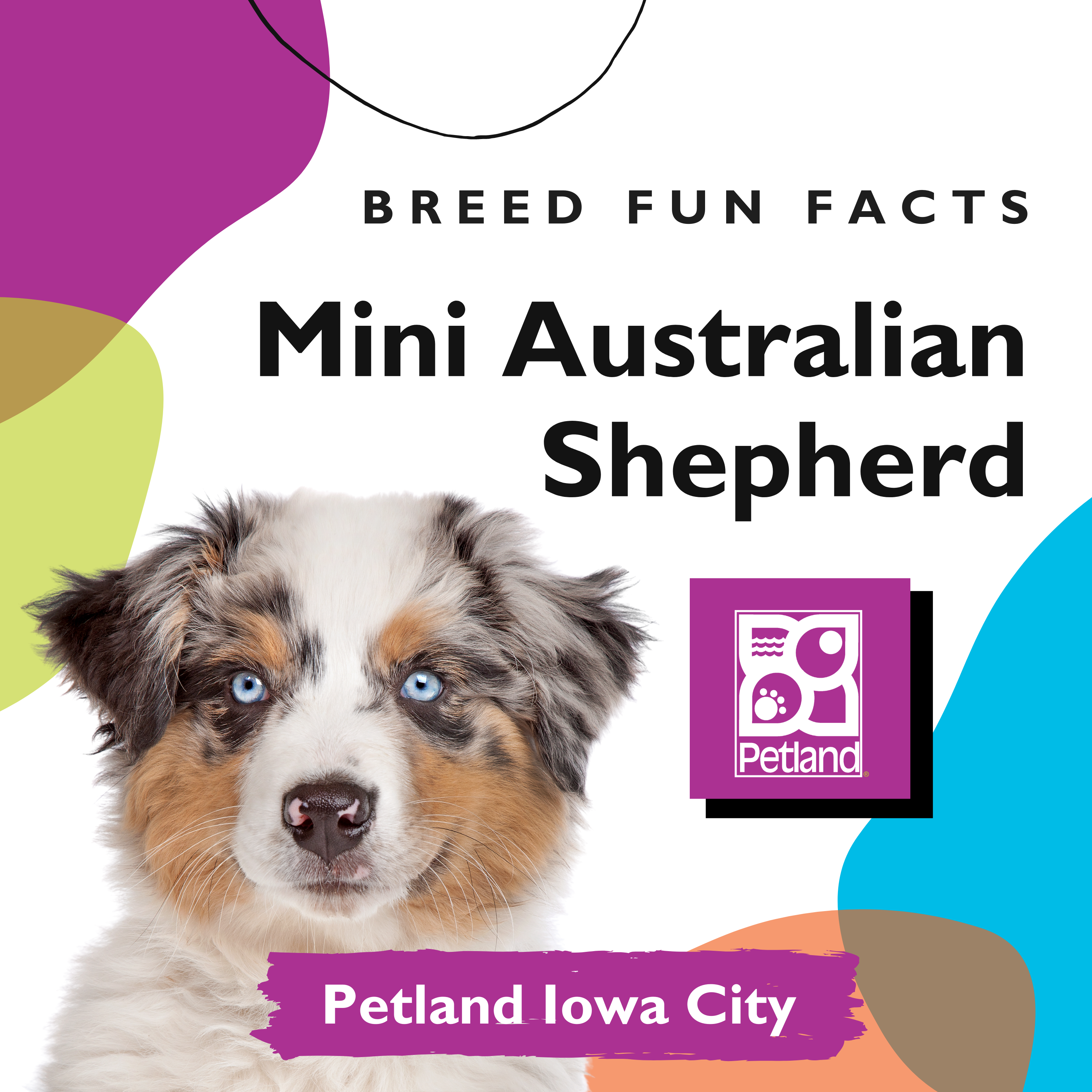 Amazingly Fun Facts – Miniature Australian Shepherd Puppies