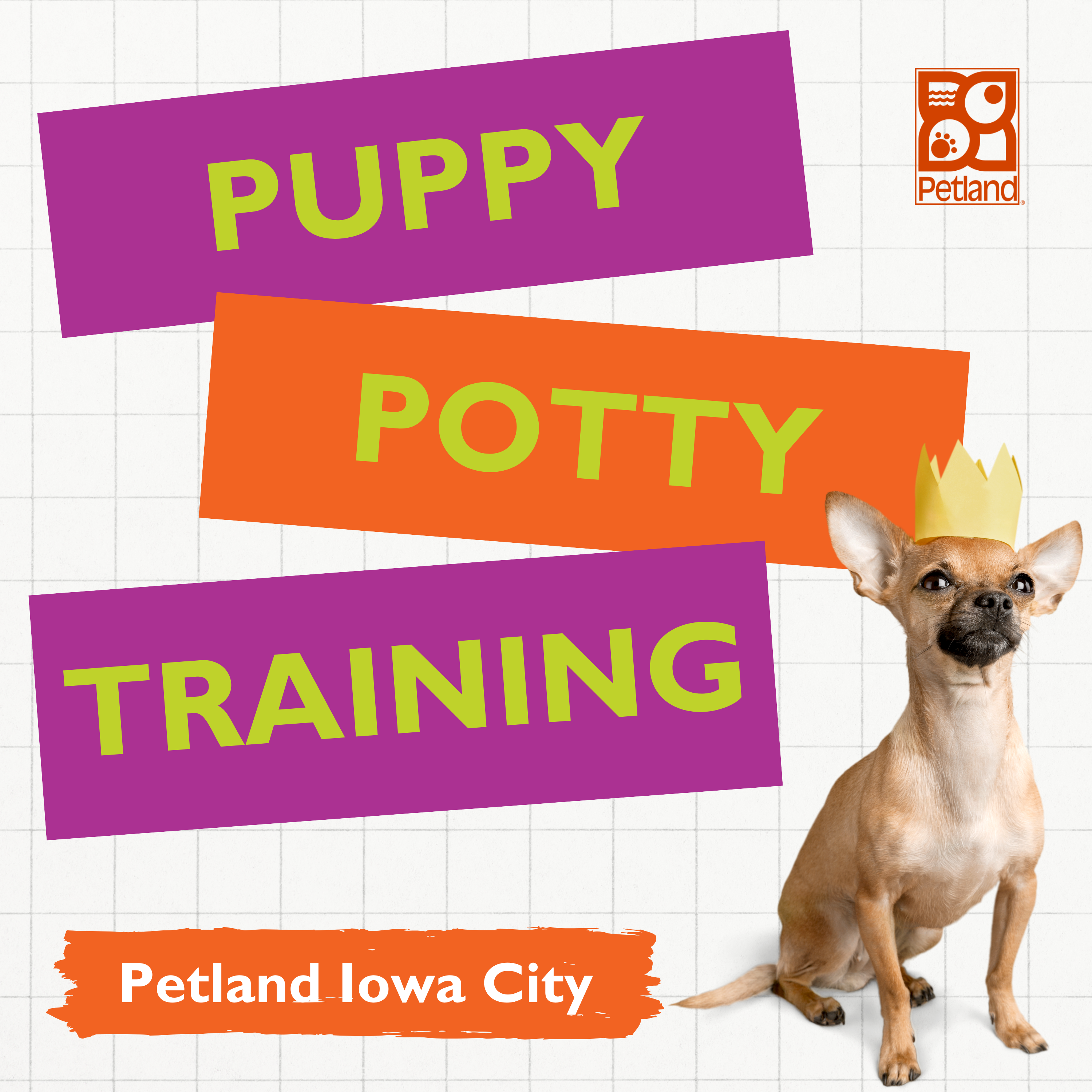 Puppy Potty Training Tips