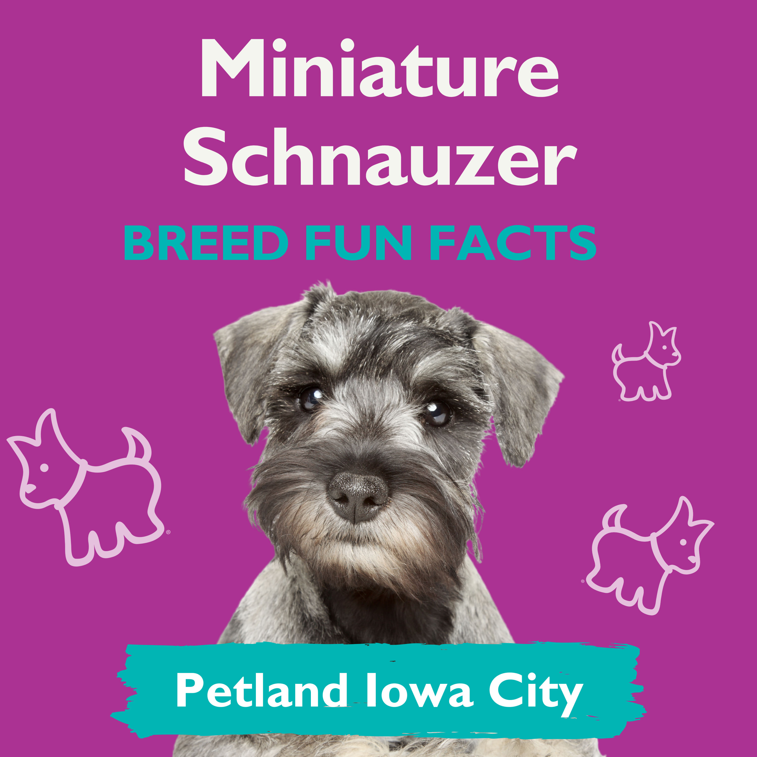 Amazingly Fun Facts – Miniature Schnauzer Puppies