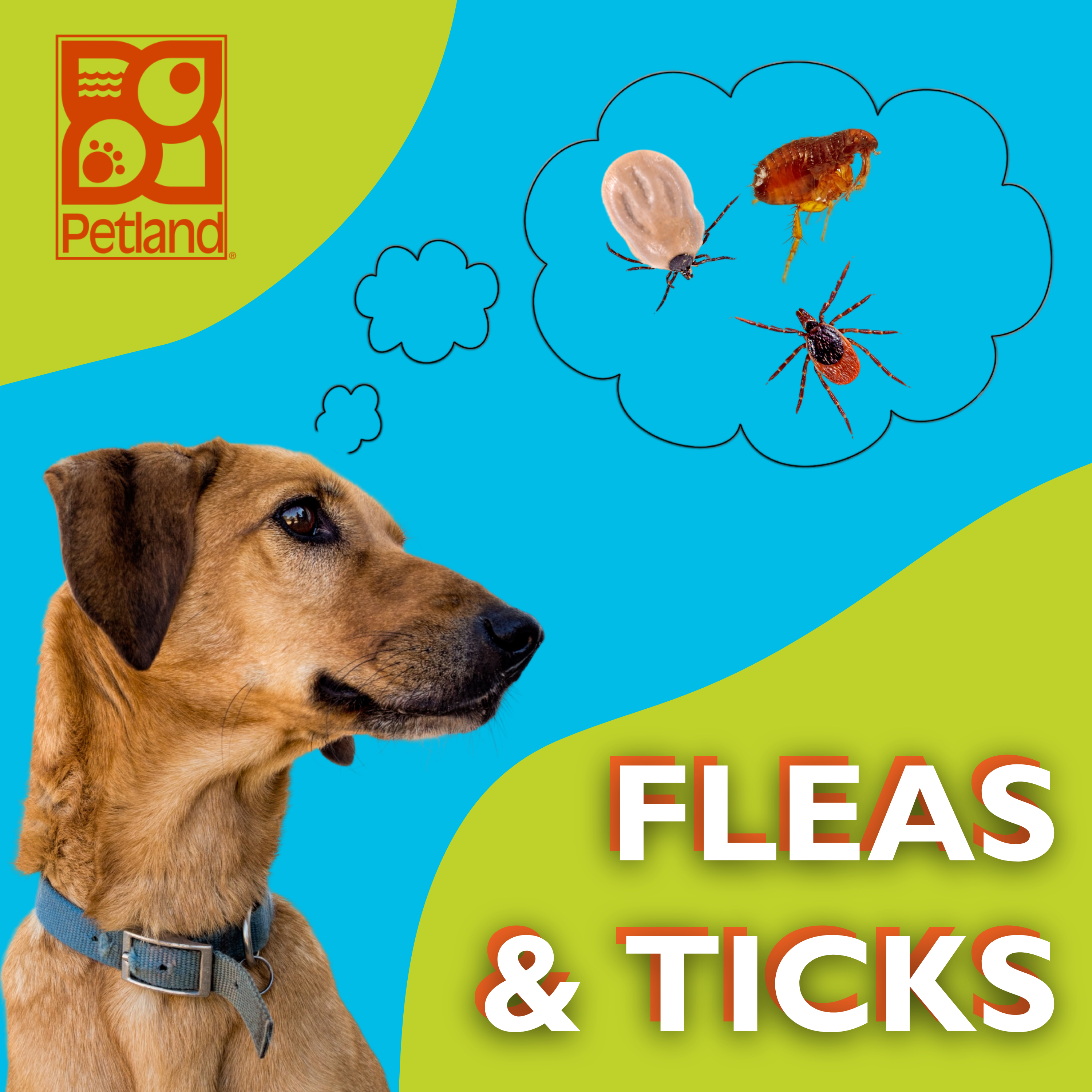 Should You Be Concerned About Fleas & Ticks Now?