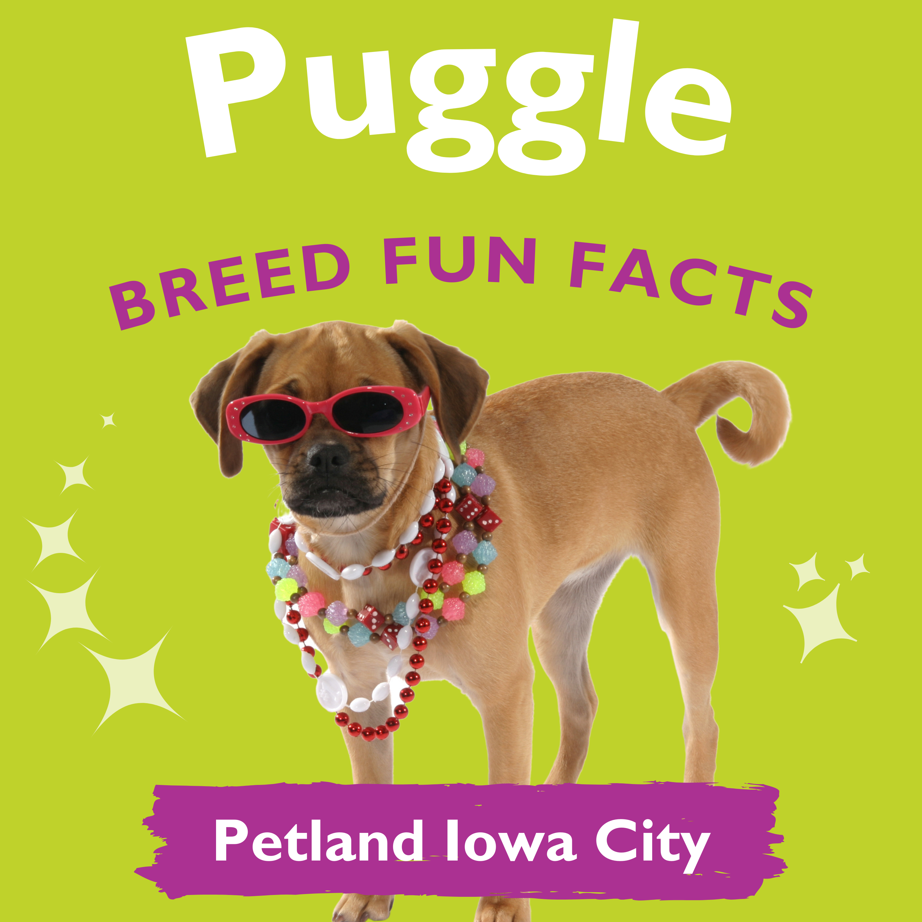 Amazingly Fun Facts – Puggle Puppies