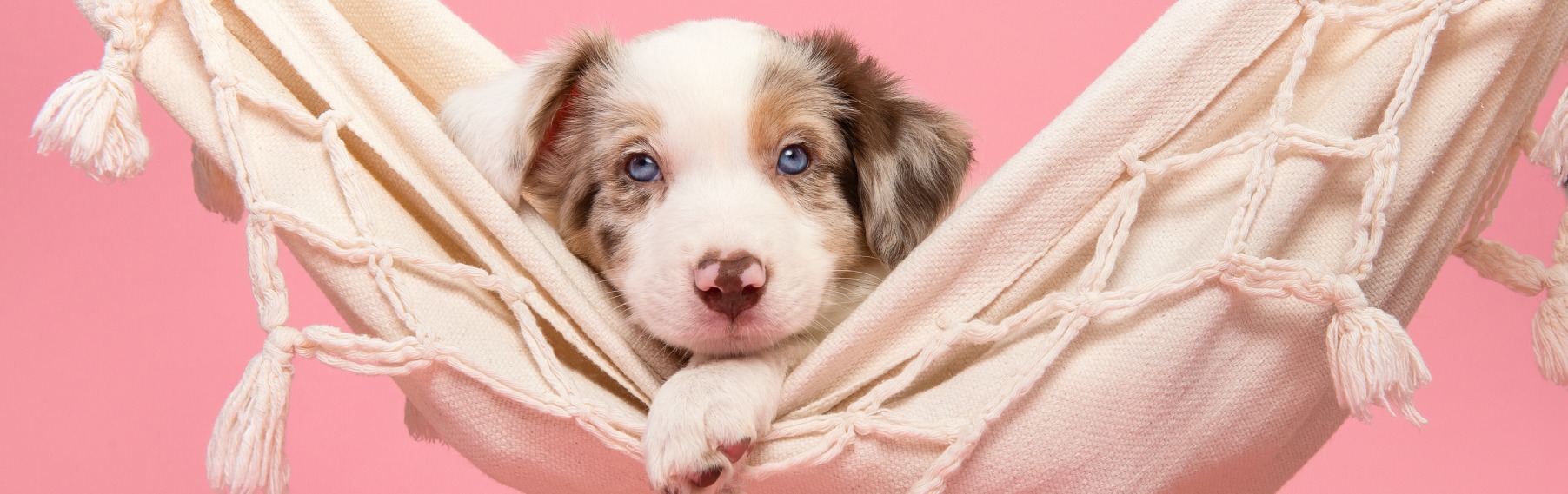 Pet Store Banner