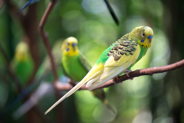 Petland birds for 2024 sale