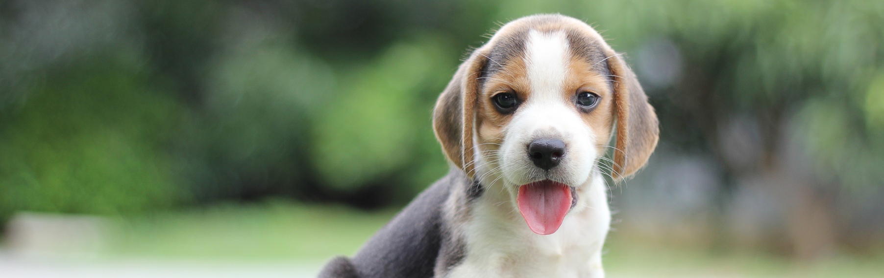 Pet Store Banner