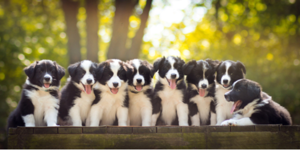 Pet Store Banner