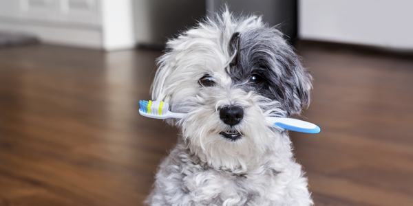 Pups are Smiling for Dog Dental Month!