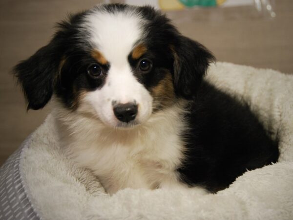 Australian Shepherd Dog Female Black / White 18205 Petland Iowa City, Iowa