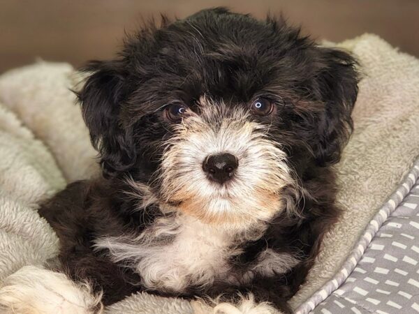 Havachon-Dog-Male-blk/wh-18253-Petland Iowa City, Iowa