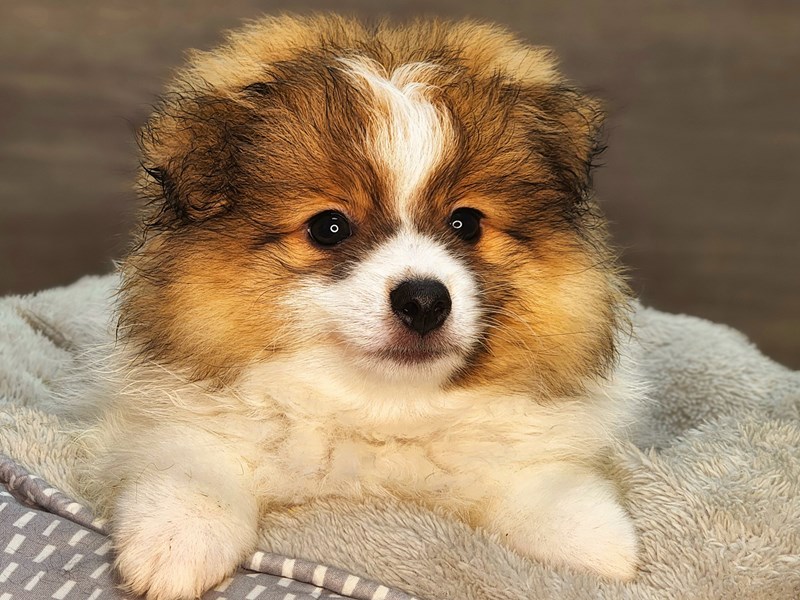 Pomeranian Dog Male Orange / White 18268