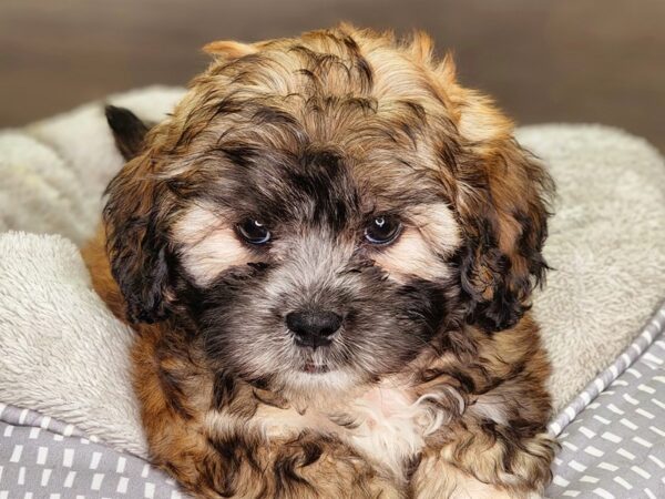 Miniature Poodle / Shih Tzu-Dog-Male-Rd Sbl-18287-Petland Iowa City, Iowa