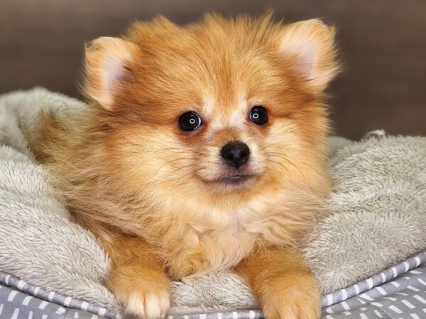 Pomeranian-Dog-Female-Org Sbl-18289-Petland Iowa City, Iowa