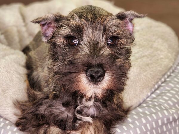 Miniature Schnauzer Dog Male Slt & Ppr 18284 Petland Iowa City, Iowa