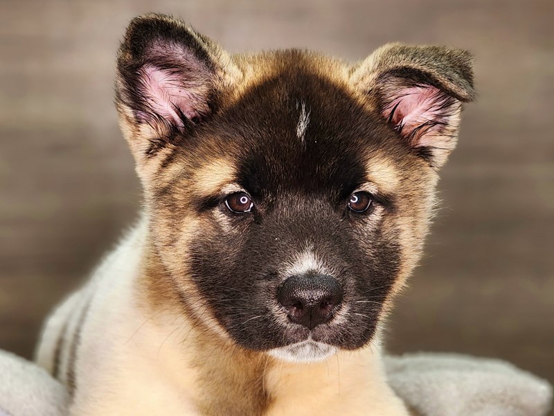 Akita Dog Female Sable / White 18303