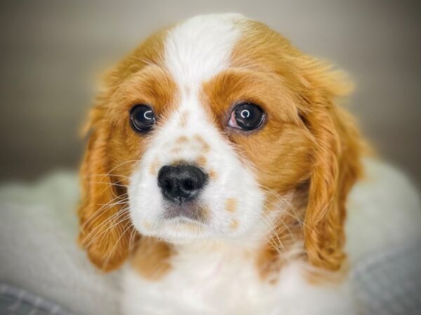 Cavalier King Charles Spaniel-Dog-Male-Blenheim-18316-Petland Iowa City, Iowa