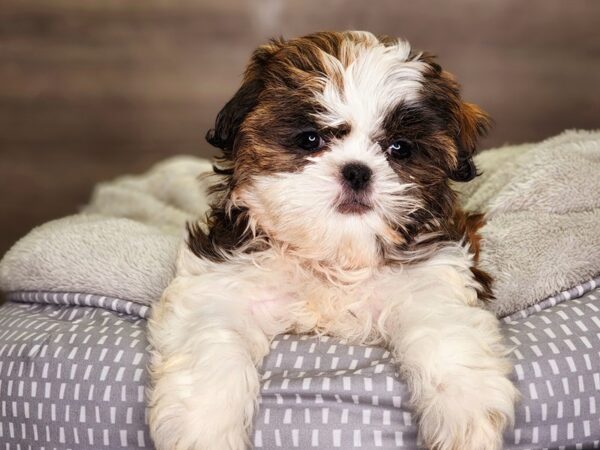 Shih Tzu Dog Female Brwn & Wht 18322 Petland Iowa City, Iowa