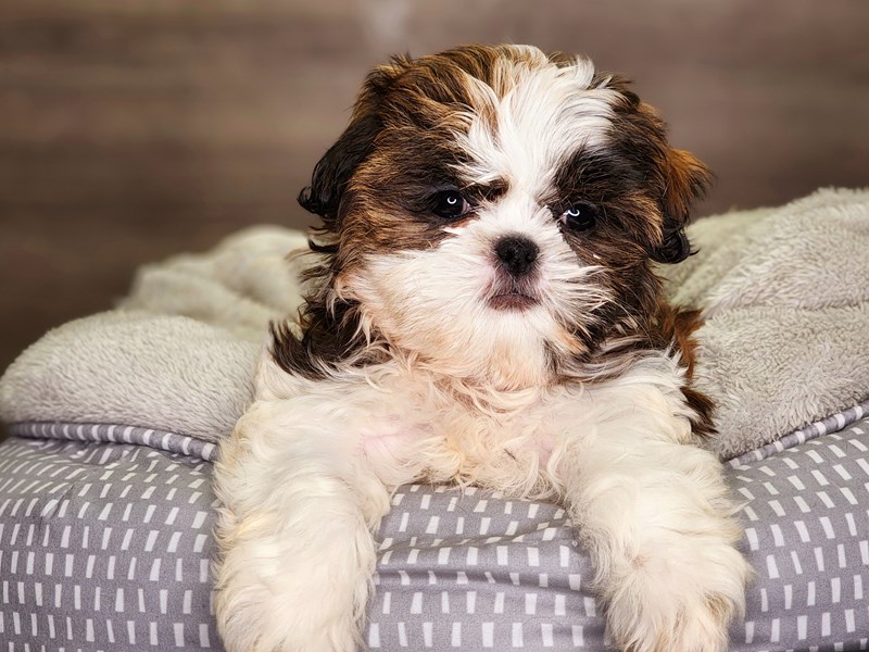 Shih Tzu Dog Female Brwn & Wht 18322