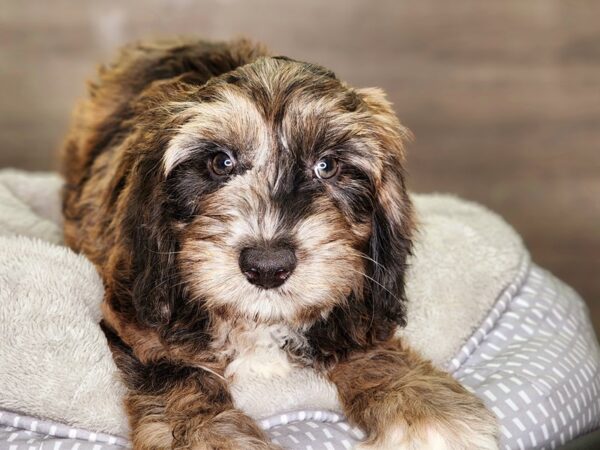 Goldendoodle Mini 2nd Gen-Dog-Male-Chocolate Merle-18338-Petland Iowa City, Iowa