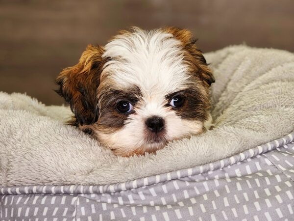 Shih Tzu Dog Female Brwn & Wht 18323 Petland Iowa City, Iowa