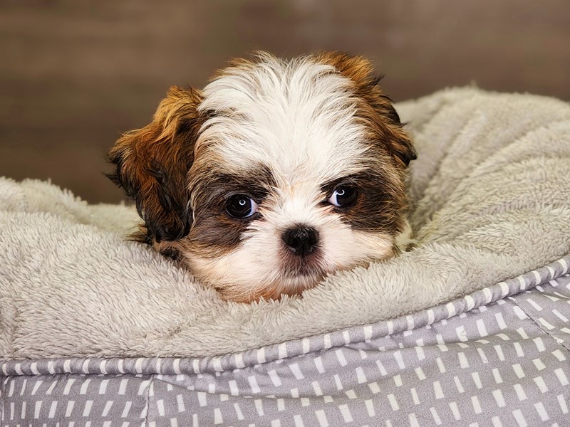 Shih Tzu Dog Female Brwn & Wht 18323