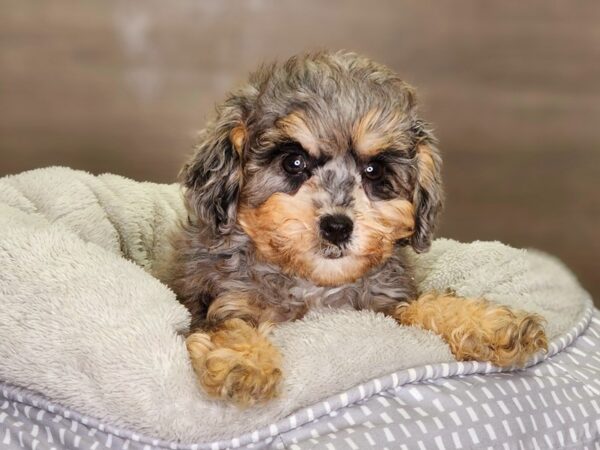 Schnoodle Dog Male Blue / White 18339 Petland Iowa City, Iowa