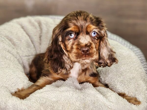 Cocker Spaniel Dog Female choc mrl 18333 Petland Iowa City, Iowa