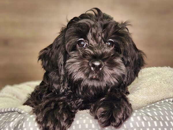 Cockapoo Dog Male blk 18273 Petland Iowa City, Iowa