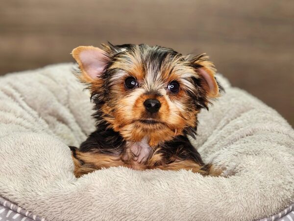 Yorkshire Terrier Dog Male bl & gld 18342 Petland Iowa City, Iowa