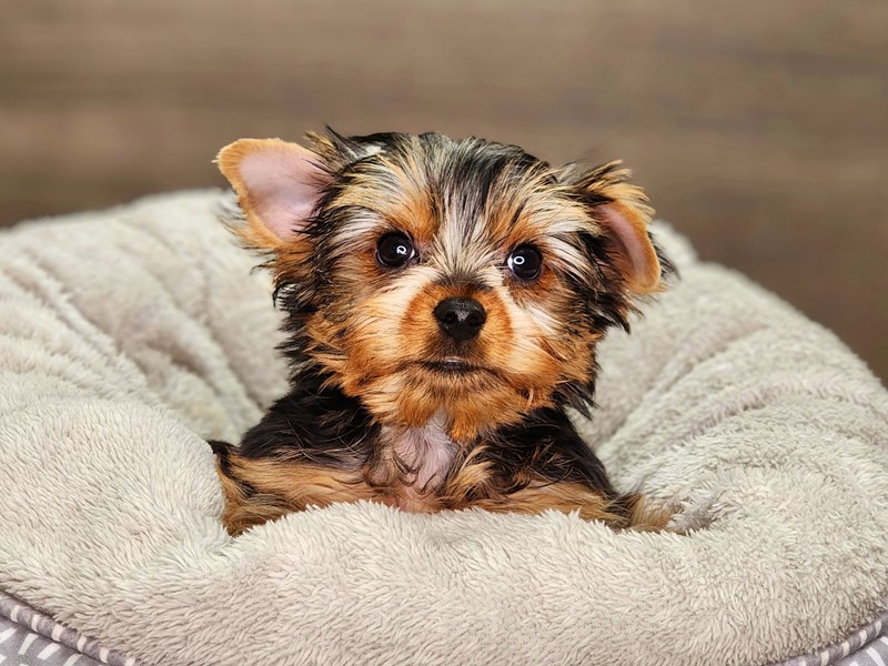 Yorkshire Terrier Dog Male bl & gld 18342