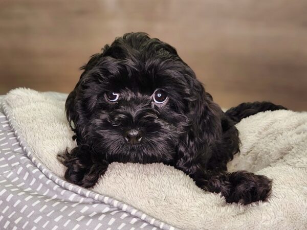 Cockapoo Dog Female blk 18277 Petland Iowa City, Iowa