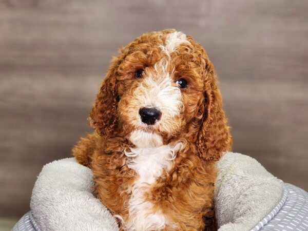 Poodle Standard Dog Male Red 18360 Petland Iowa City, Iowa