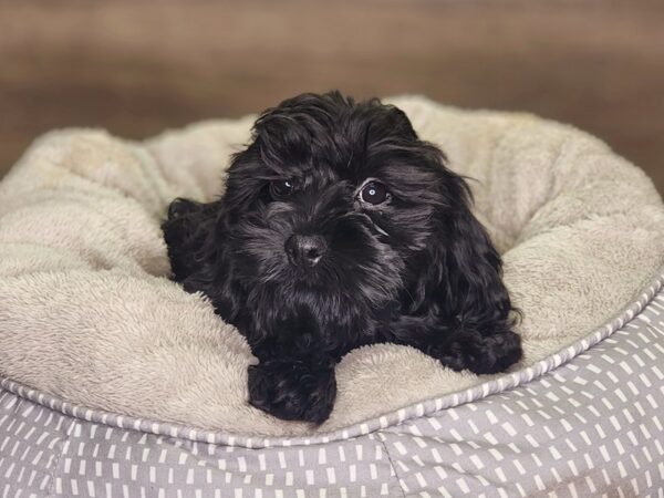 Cockapoo Dog Female blk 18274 Petland Iowa City, Iowa