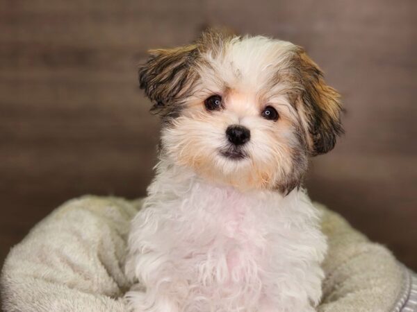 Shih Tzu/Havanese Dog Female 18350 Petland Iowa City, Iowa