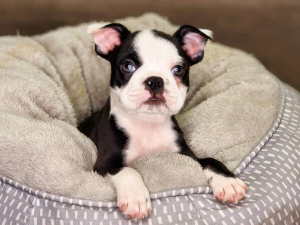 Boston Terrier Dog Male Black / White 18357 Petland Iowa City, Iowa