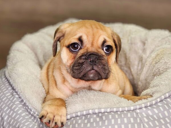 English Bulldog/Pug-Dog-Female-Fwn, Blk Msk-18362-Petland Iowa City, Iowa