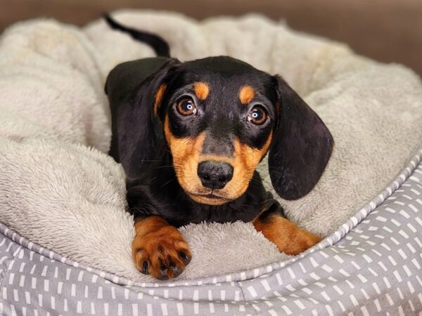 Dachshund Dog Male 18346 Petland Iowa City, Iowa