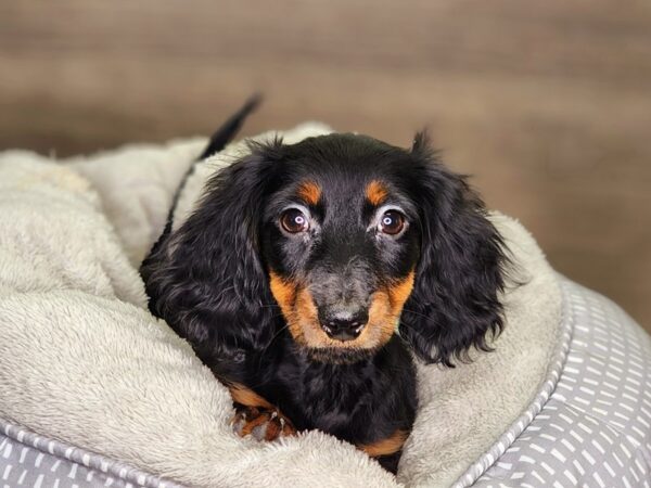 Dachshund Dog Male 18348 Petland Iowa City, Iowa