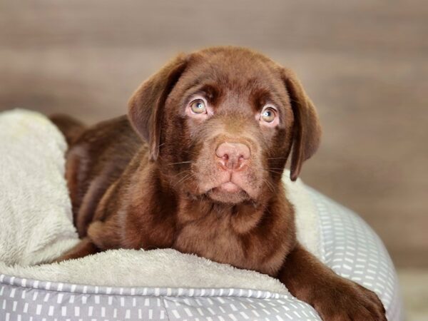 Labrador Retriever-Dog-Male-Chocolate-18359-Petland Iowa City, Iowa