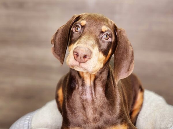 Doberman Pinscher Dog Male Red / Rust 18365 Petland Iowa City, Iowa