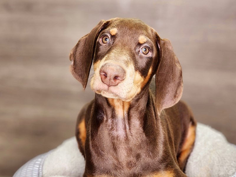 Doberman Pinscher Dog Male Red / Rust 18365