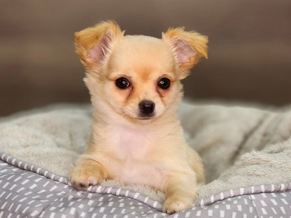 Chihuahua-Dog-Female-Tan-18370-Petland Iowa City, Iowa