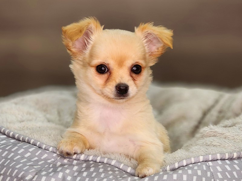 Chihuahua Dog Female Tan 18370