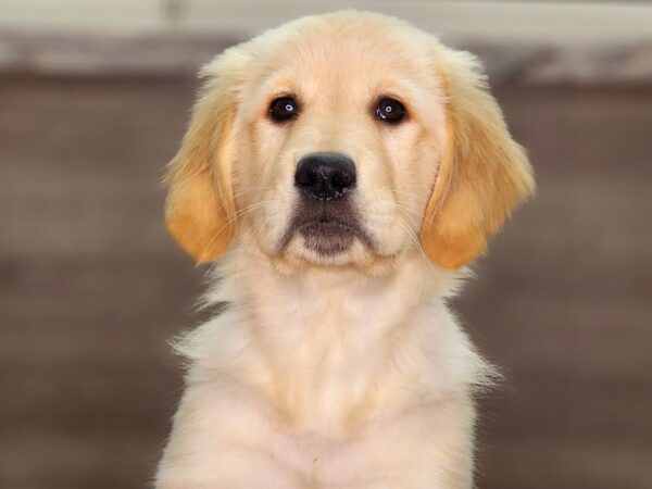 Golden Retriever Dog Male Cream 18372 Petland Iowa City, Iowa