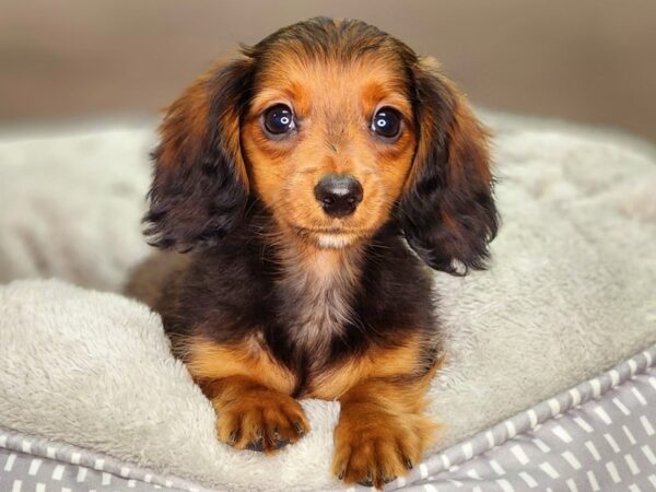Dachshund-Dog-Male--18377-Petland Iowa City, Iowa