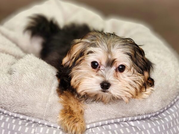 Morkie Dog Female Blk 18296 Petland Iowa City, Iowa