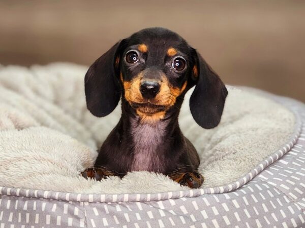 Dachshund-Dog-Female--18380-Petland Iowa City, Iowa