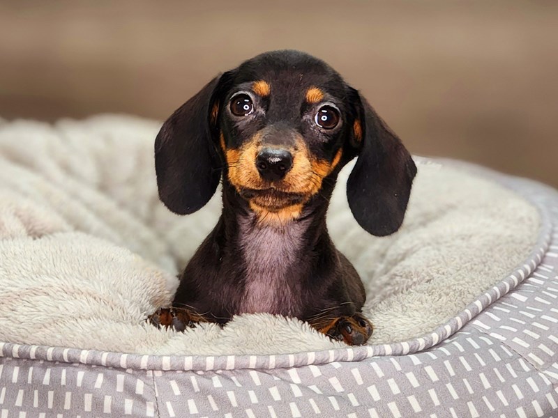 Dachshund Dog Female 18380