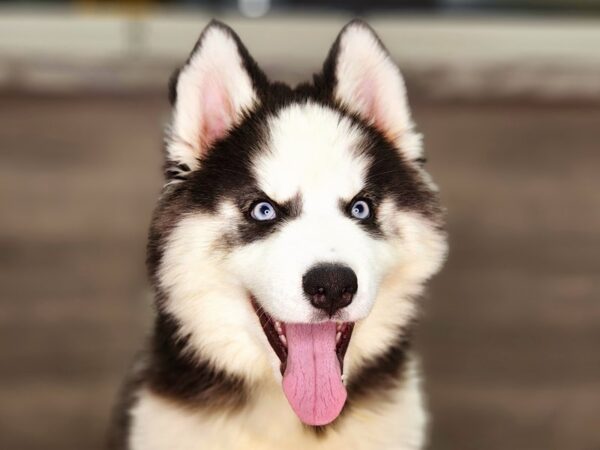 Siberian Husky-Dog-Male-Blk & Wht-18376-Petland Iowa City, Iowa