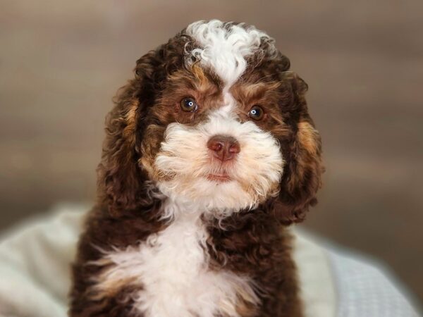 Bernadoodle Mini-Dog-Female-Chocolate / Rust-18374-Petland Iowa City, Iowa